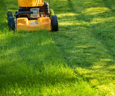 How to stop your neighbor’s weeds from invading your yard | Homes and ...
