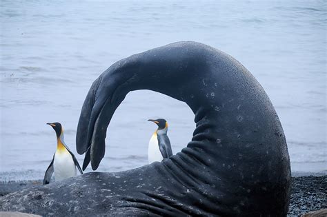 snapshots antarctica wildlife ausemade