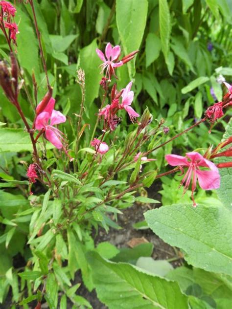 Prachtkaars Gaura Lindheimeri Pink Dwarf