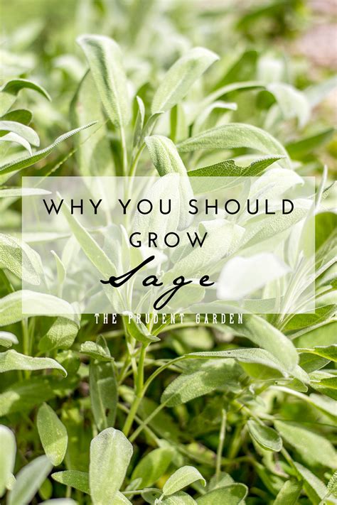 Why You Should Grow Sage