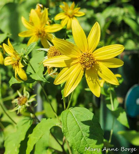 Thin-leaved Sunflower (Helianthus decapelatus) - Bowman's Hill ...