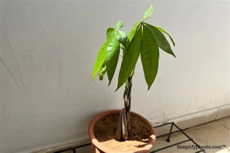 What Kind Of Pot Is Best For A Money Tree Simplify Plants