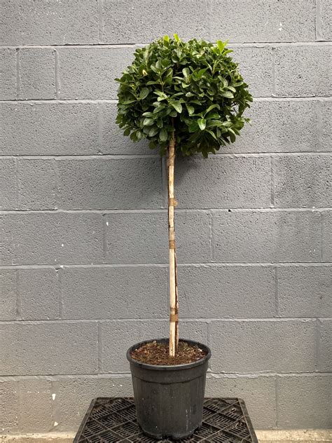 Euonymus Japonicus 12 Standard Everglades Nurseries