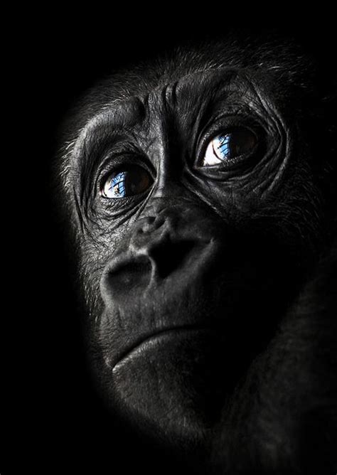 Crying Gorilla