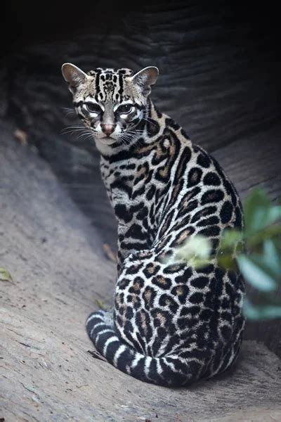 Foto Vertical De Margay Leopardus Wiedii Gato Salvaje Nocturno Nativo