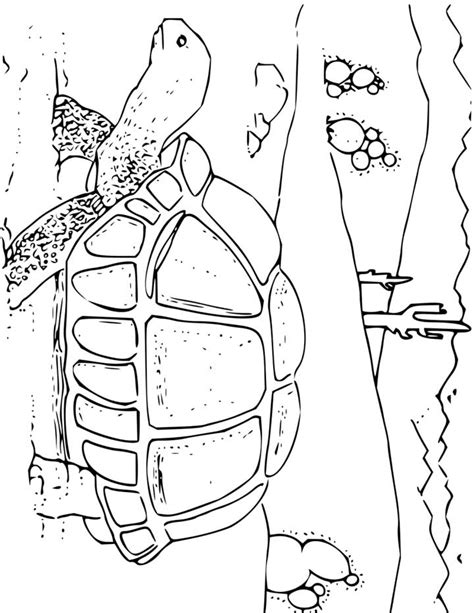 Desert Animals Coloring Pages: Exploring the Fascinating World of ...