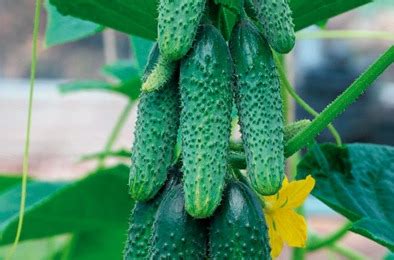 Огурец Амур: описание и характеристики сорта, правила посадки и ...