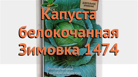 Капуста белокочанная Зимовка 1474 (zimovka 1474) 🌿 обзор: как сажать ...