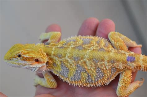 Бородатая агама белая - 76 фото