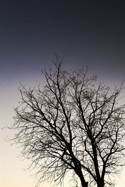 Beauty In Nature With A Naked Tree Stock Image Image Of Field Countryside 105226495