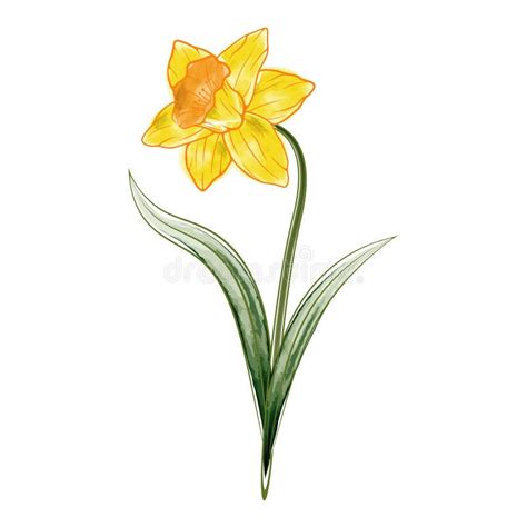 Vector Image Of Watercolor Narcissus Flower Stock Vector Illustration