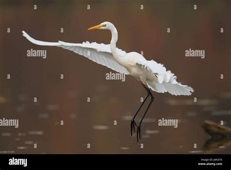 aves bei casmerodius ciconiiformes der draußen draussen fauna flachsee ...