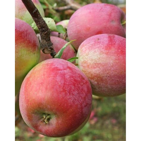 Купить саженцы яблони Граф Эззо через Интернет-магазин. Доставка в ...