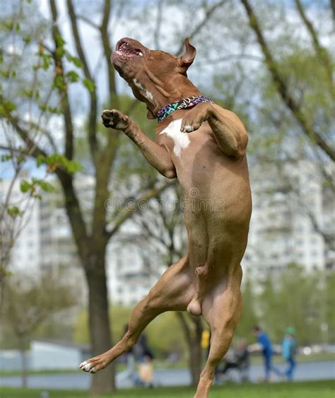 American Pit Bull Terrier Jumping Stock Photo - Image of jumping ...