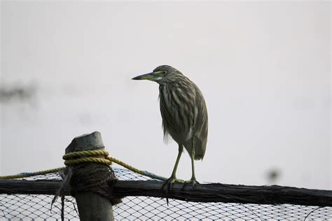 Quirky moments (#19 in series: Indian pond heron) – Pelican Yoga