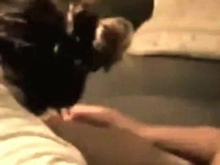 Chatte Poilue Free French Porn Video D Xhamster