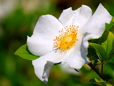 Cherokee Rose (Rosa laevigata) also known as Camellia Rose | Flickr ...