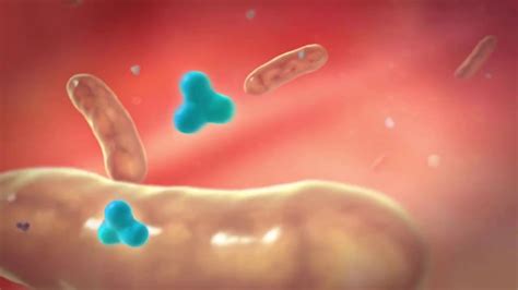 How Long Was The Longest Tapeworm Found In A Human Youtube
