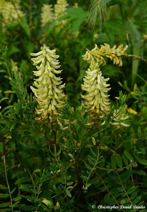 Astragalus Canadensis Illinois Botanizer