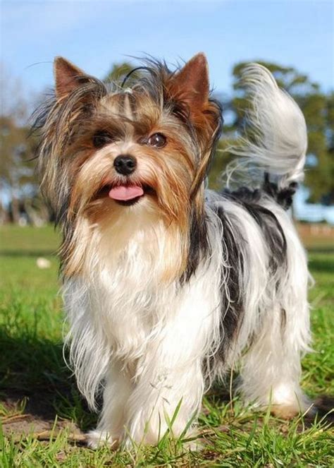 Йоркширский терьер цена, сколько стоит щенок йорка в Москве и в России