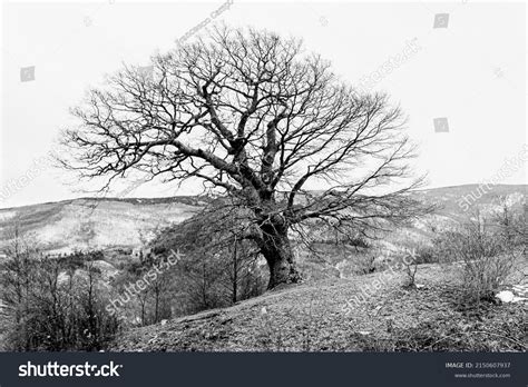 Nude Tree Middle Stock Photo Shutterstock