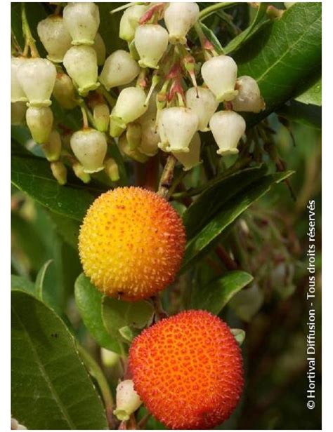 ARBUTUS Unedo ATLANTIC Arbousier Arbre Aux Fraises