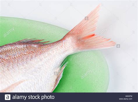 Fish Tail Stock Photos And Fish Tail Stock Images Alamy