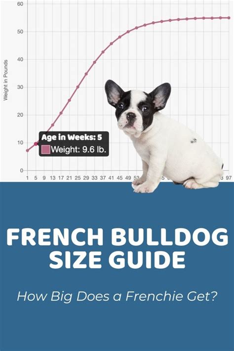 French Bulldog Puppy Weight Chart | Portal.posgradount.edu.pe