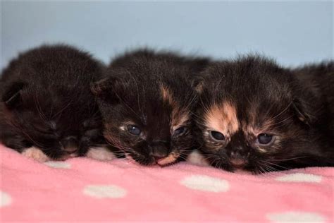 Newborn Tortoiseshell Kitten