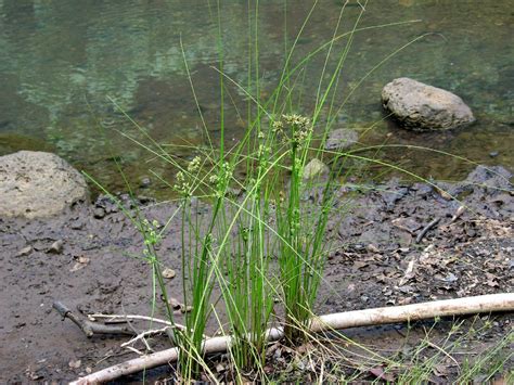 Cyperus pumilus - PictureThis