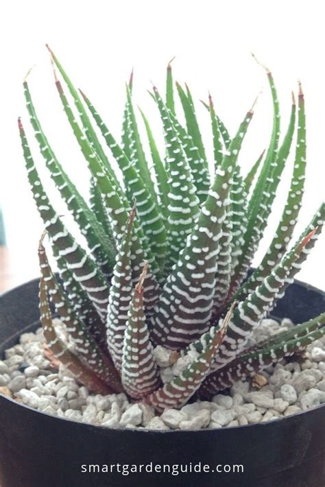 Zebra Haworthia Or Haworthiopsis Fasciata One Of My Favorite