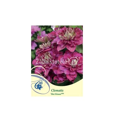 RAGANĖ HOT KISSES Zaliastotele lt