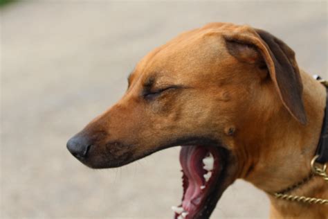 Rhodesian Ridgeback | Dogs | Breed Information | Omlet