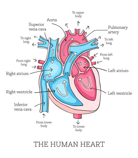 Hand Drawn Illustration of Human Heart Anatomy. Educational Dia Stock ...