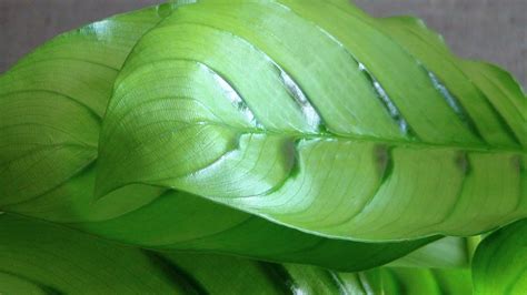 Калатея Леопардина купить - YouTube