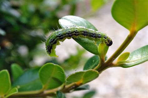 Introducing our Boxwood Moth Control Program - Gardenzilla