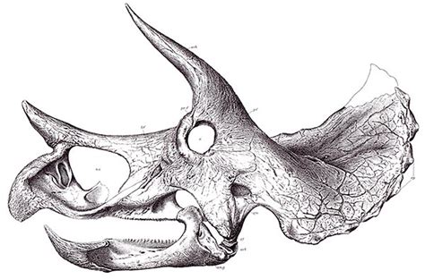 BrantWorks: Triceratops Osteology