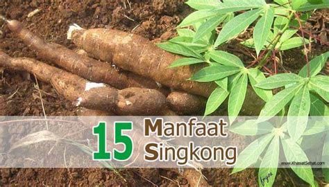 15 Manfaat Singkong Untuk Kesehatan Efek Sampingnya KhasiatSehat