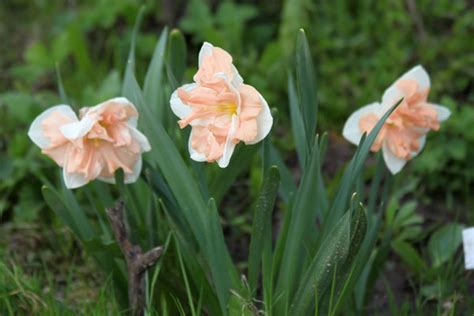 Нарцисс Эприкот Вирл Apricot whirl