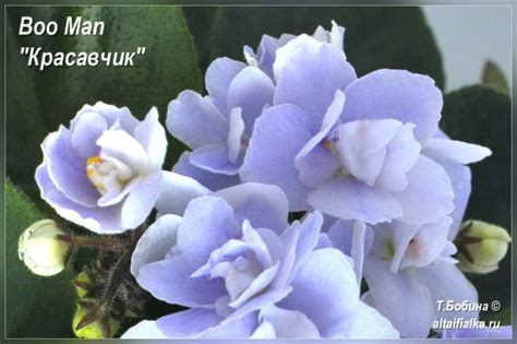 Фиалки на Алтае