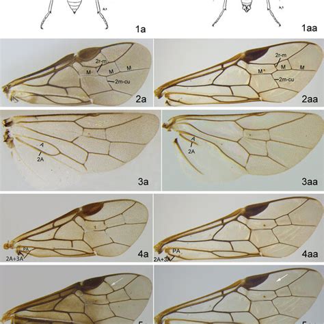 1aeuura Abnormis Female 1aae Abnormis Male 1a And 1aa From Benson