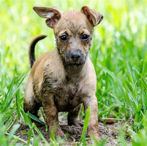 Chiweenies Chiweenie Dogs Chiweenie Chiweenie Puppies