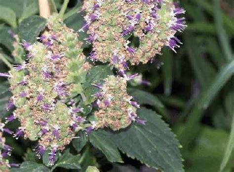 Пачули (pogostemon patchouli)