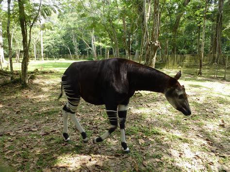 Epulu R Serve De Faune Okapis Dr Congo Geo Tagged Phot Flickr