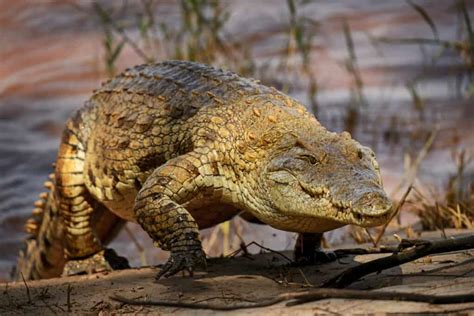 Discover The Massive Crocodiles That Live In Dens Feet Below The