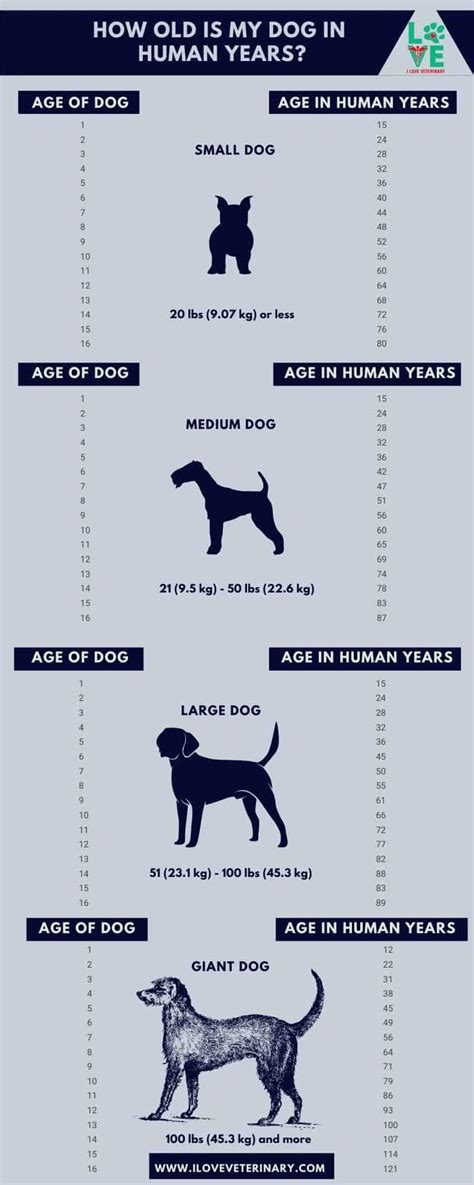 Do Dogs Understand Aging