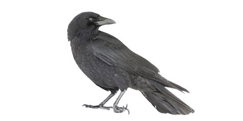 crow with deformed foot | The Urban Nature Enthusiast