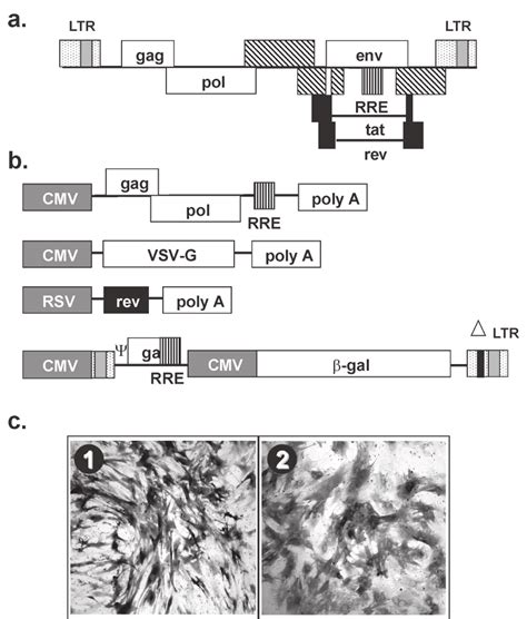 Schematic Representation Of Third Generation Lentiviral Vector