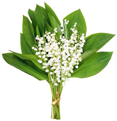 Картинка Ландыша На Белом Фоне – Telegraph