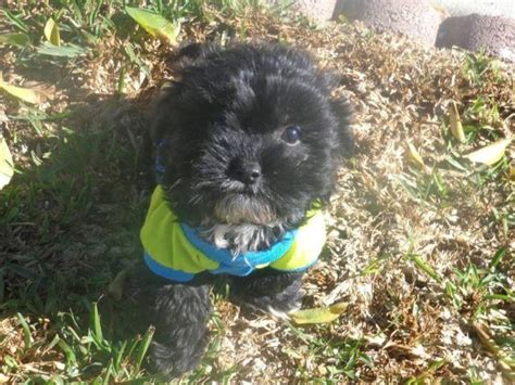 SHIH TZU /MALTIPOO PUPPY for Sale in Arleta, California Classified | AmericanListed.com